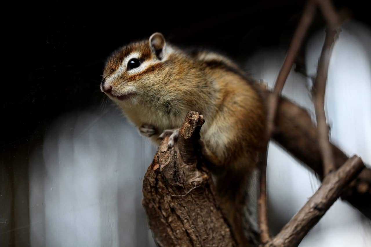 squirrel-5506514_1280 squirrel-5506514_1280