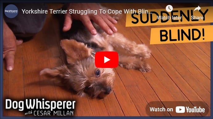 Her dog is blind to teach her how to see. This is the bond of love between Cody and Olivia. How wonderful the world is! That we all take on shapes for and from each other, being vulnerable even though it seems scary and out of control… and we do it from a deep place, of love for each other.
